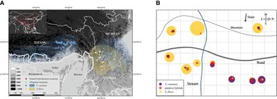 Unusual patterns of hybridization involving two alpine Salvia species: Absence of both F1 and backcrossed hybrids